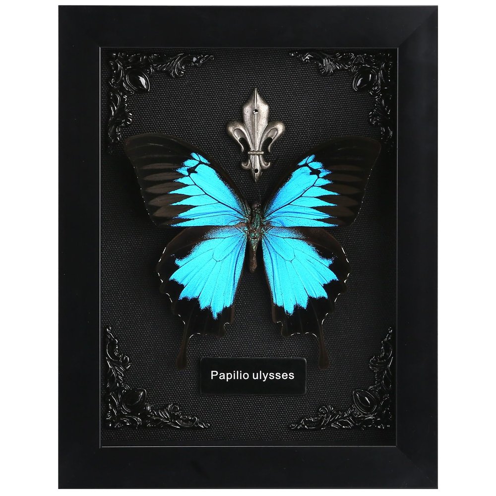 Real Butterfly Framed Butterfly Taxidermy - Butterfly Shadow Box, Taxidermy Animals for Oddities and Curiosities Gifts (L_Ulysses Butterfly Black Background #1)