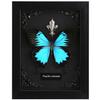 Real Butterfly Framed Butterfly Taxidermy - Butterfly Shadow Box, Taxidermy Animals for Oddities and Curiosities Gifts (L_Ulysses Butterfly Black Background #1) view 1