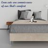 Greaton, 15-Inch Premium Velvet Material Wood Platform Bed, Durable, Stylish, Multi Colour Options, No Box Spring Needed, Acrylic Legs, Queen, Beige view 3