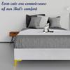 Greaton, 15-Inch Premium Velvet Material Wood Platform Bed, Durable, Stylish, Multi Colour Options, No Box Spring Needed, Golden Metal Legs, King, White view 3