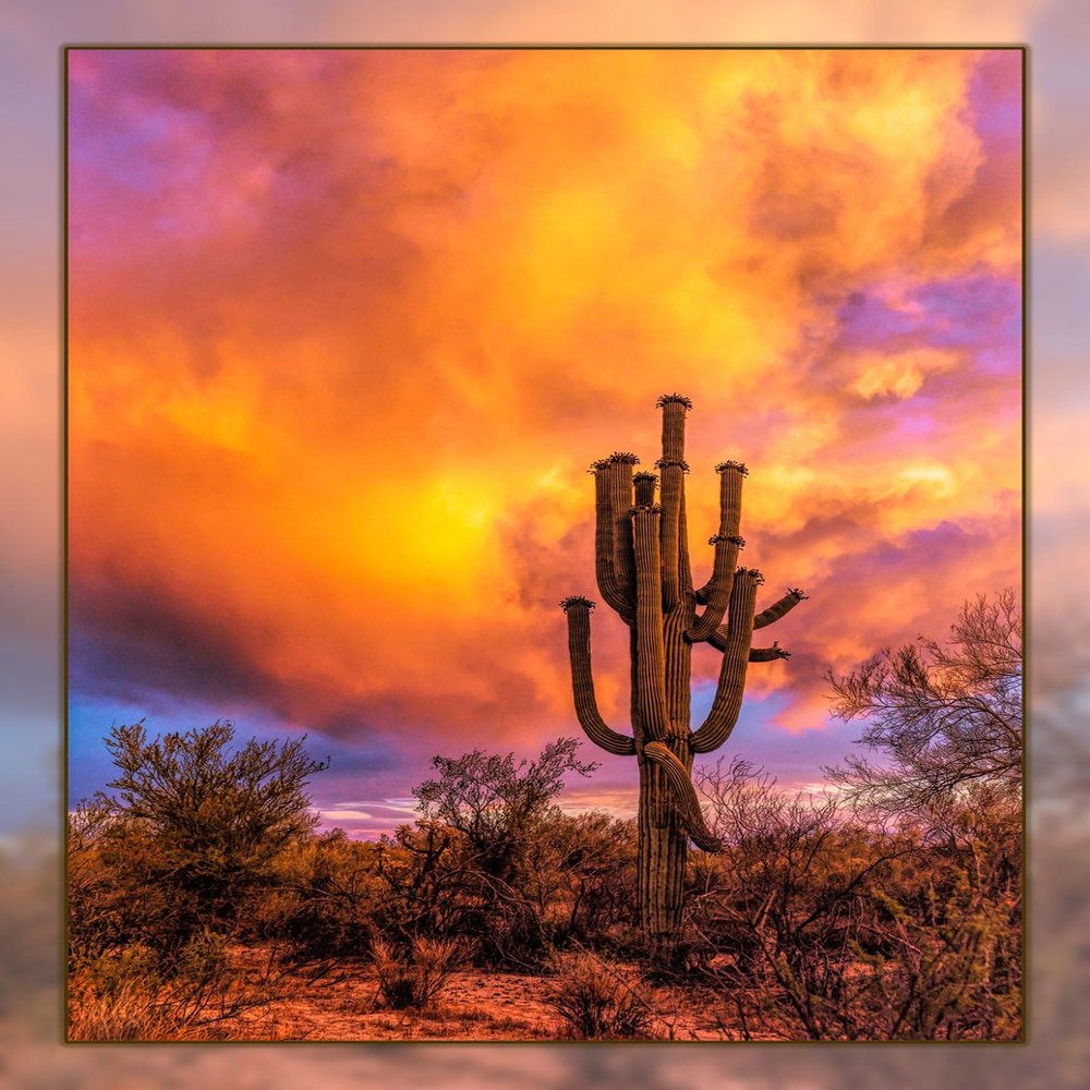 Saguaro Sunset Quilt Panel, DCS-004, Panel Size is 16 X 22,Southwest Quilt Panel, Quality Quilting Cotton, Digitally Printed