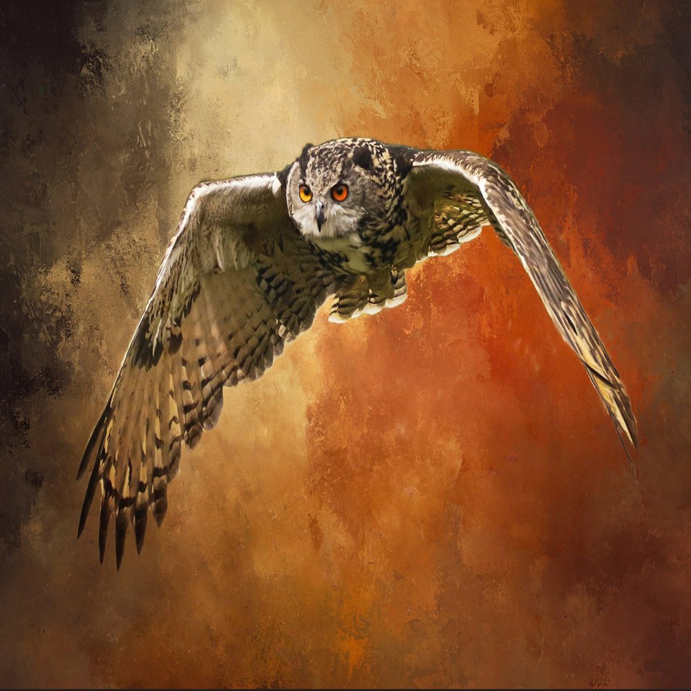 Owl on The Prowl in Flight Quilt Panel, BBP-003, Panel Size is 25 inch x 16 inch, Quality Quilting Cotton