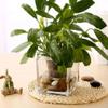 Yardwe Transparent Glass Cube Flower Vase Modern Desktop Succulent Pot Elegant Centerpiece for Home Office and Floral Arrangements Durable and Stylish Glass Decor view 3