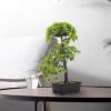 Angoily Faux Plants Indoor Artificial Bonsai Pine Tree Faux Potted Plant Desk Display Fake Tree Pot Japanese Cedar Bonsai Plant for Home Office Hotel Windowsill Zen Garden Decor view 3