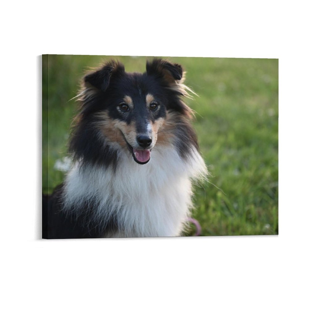 11x14 Canvas Wall Art Dog Shetland Sheepdog Framed Canvas Prints Modern Decor for Home Bathroom Office Farmhouse Canvas Artwork Poster Housewarming Gift for New Homeowners
