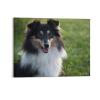11x14 Canvas Wall Art Dog Shetland Sheepdog Framed Canvas Prints Modern Decor for Home Bathroom Office Farmhouse Canvas Artwork Poster Housewarming Gift for New Homeowners view 1