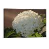 11x17 Canvas Wall Art Flower Hydrangea Blossom Framed Canvas Prints Modern Decor for Home Bathroom Office Farmhouse Canvas Artwork Poster Housewarming Gift for New Homeowners view 1