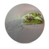 Ceramic Coasters for Drinks, Frog Coaster Set, Coasters for Coffee Table, Coaster Set for Tabletop Protection, Coasters with Cork Base, Farmhouse Home Kitchen Decor view 3