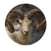 Bighorn Sheep Coaster, Set of 4 Ceramic Coaster for Drinks, Absorbent Coaster for Coffee Table, Round Coaster with Cork Base, Housewarming Gifts, Tableware Decoration view 3