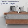 Greaton, 15-Inch Premium Velvet Material Wood Platform Bed, Durable, Stylish, Multi Colour Options, No Box Spring Needed, Silver Metal Legs, 75" x 44", Brown view 3
