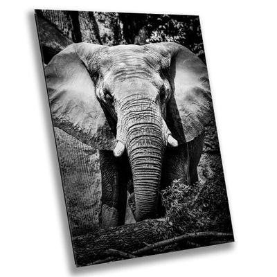 African Elephant (Loxodonta) - Print/Canvas/Acrylic/Metal (Canvas (3 Panel) Print, 36x72 Inches)