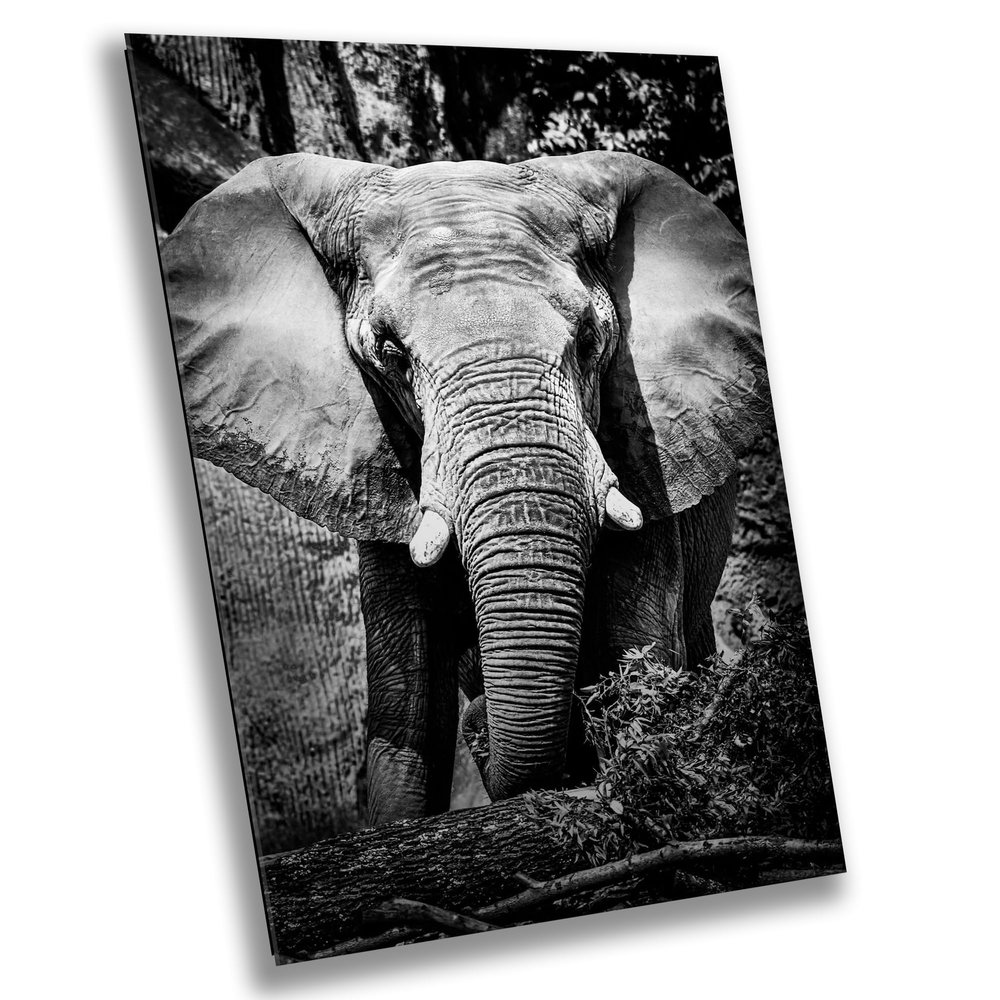 African Elephant (Loxodonta) - Print/Canvas/Acrylic/Metal (Canvas (3 Panel) Print, 36x72 Inches)