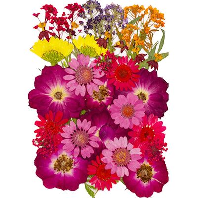11 Types 40pc Colourful Dried Pressed Flowers for Resin Real Flowers for DIY Bookmark Scrapbook Photo Frame Jewelry Vase Candle Making Nail Card Art Craft Floral Decors