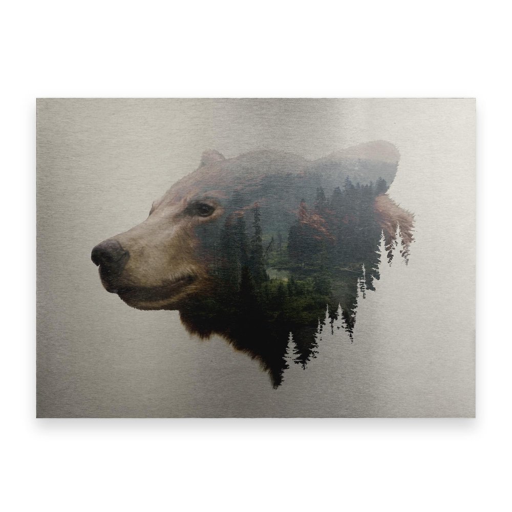 Davies Babies 'Pacific Northwest Black Bear' Floating Brushed Aluminum Art