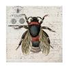 Karen Smith 'History Bee I' Canvas Art view 1