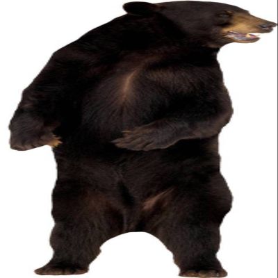 3D Wall Decal Bear Decal Removable Wall Sticker Home Decor Art Mural Grizzly Wild Animals 30" x 20"