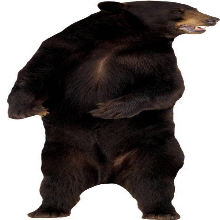 3D Wall Decal Bear Decal Removable Wall Sticker Home Decor Art Mural Grizzly Wild Animals 30" x 20"