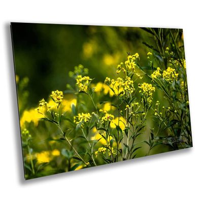 Cades Cove Flowers, East Tennessee, USA - Print/Canvas/Acrylic/Metal (Aluminum/Metal Print, 16x20 Inches)