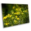 Cades Cove Flowers, East Tennessee, USA - Print/Canvas/Acrylic/Metal (Aluminum/Metal Print, 16x20 Inches) view 1