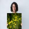 Cades Cove Flowers, East Tennessee, USA - Print/Canvas/Acrylic/Metal (Aluminum/Metal Print, 16x20 Inches) view 2