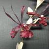 Artificial Zygopetalum Orchid Stem view 2