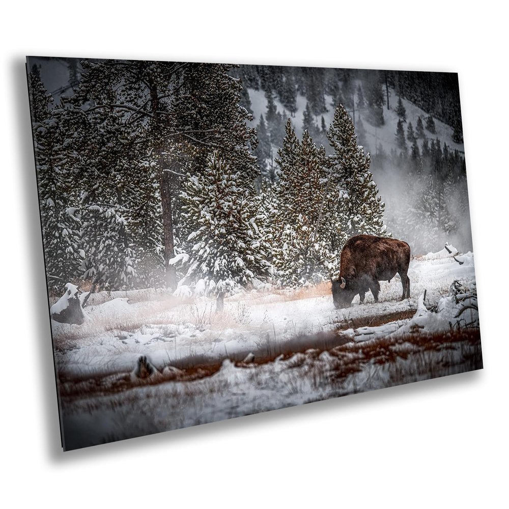 Hot Spring Bison/Buffalo in Snow - Print/Canvas/Acrylic/Metal (Acrylic Print, 16x20 Inches)