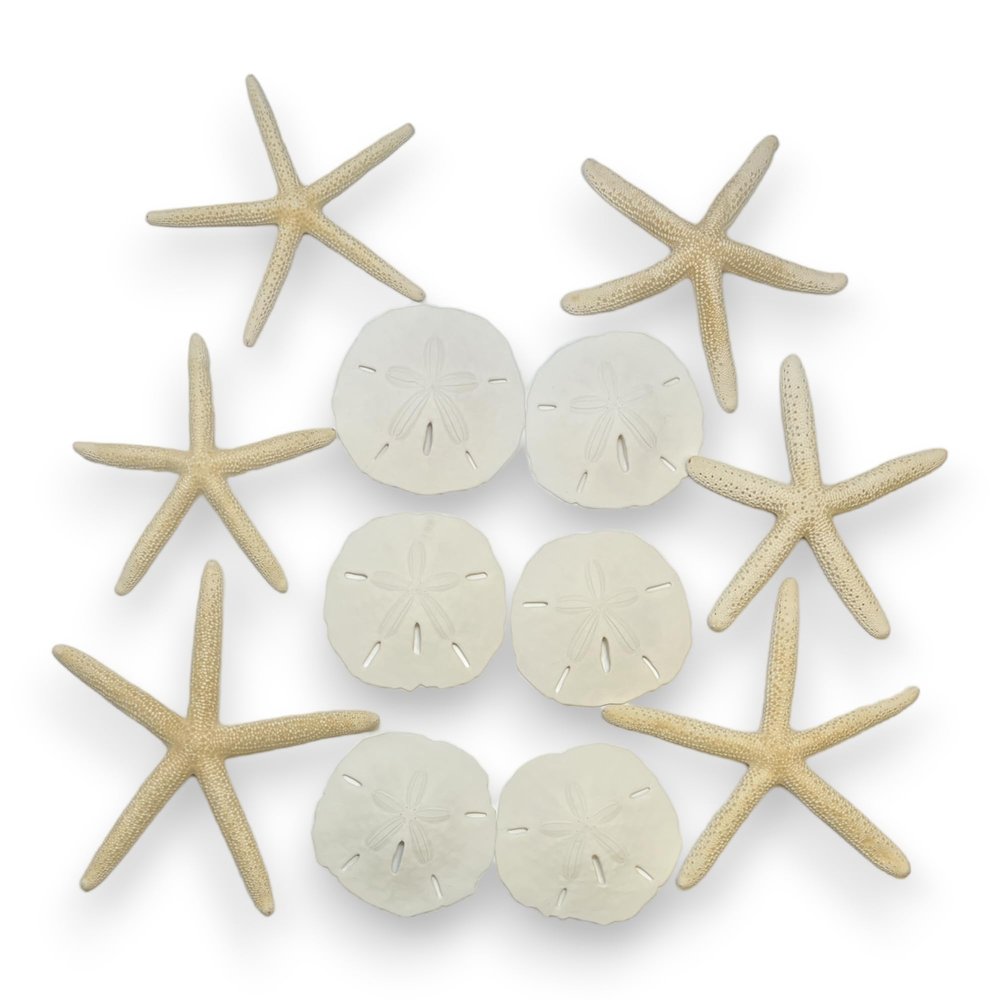 Tumbler Home Sand Dollars and Starfish for Crafts, 6 Real Starfish (4"-6") and 6 Sand Dollars (3"-3.5") in Bulk