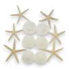 Tumbler Home Sand Dollars and Starfish for Crafts, 6 Real Starfish (4"-6") and 6 Sand Dollars (3"-3.5") in Bulk view 1