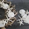 Tumbler Home Sand Dollars and Starfish for Crafts, 6 Real Starfish (4"-6") and 6 Sand Dollars (3"-3.5") in Bulk view 2