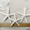 Tumbler Home Sand Dollars and Starfish for Crafts, 6 Real Starfish (4"-6") and 6 Sand Dollars (3"-3.5") in Bulk view 4