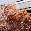 ESRADA Solid Wood Artificial Tree Red Maple Chinese Large-Scale Floor-to-Ceiling Landscape Fake Tree Hotel Shopping Mall Modeling Decoration red-2.5m view 3
