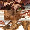 ESRADA Solid Wood Artificial Tree Red Maple Chinese Large-Scale Floor-to-Ceiling Landscape Fake Tree Hotel Shopping Mall Modeling Decoration red-2.5m view 4