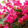 3pcs 120cm/47.2in Silk Flowers Arrangement Faux Bougainvillea Stems Artificial Bougainvillea Silk Flowers Branches Full Floral Branches Long Stem for Home, Garden, Office Decor Wedding Centerpieces view 2