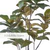 CG Hunter Faux Magnolia Tree, Premium Artificial Indoor Tree Stands 7' Tall with Lifelike-Leaves & Hand Painted Trunk, 9.5" Nursery Pot Included view 3