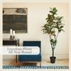 CG Hunter Faux Magnolia Tree, Premium Artificial Indoor Tree Stands 7' Tall with Lifelike-Leaves & Hand Painted Trunk, 9.5" Nursery Pot Included view 4