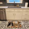 Caroline's Treasures Bernese Mountain Dog Fall Kitchen Pumpkins Memory Foam Kitchen Mat Machine Washable Anti-Fatigue Mat Cushion Comfort Bath Mat or Kitchen Rug view 2