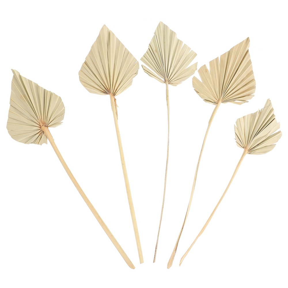 ABOOFAN 5pcs Palm Dried Palm Leaves Decor s for Sunday Leaf Branch Dried Leaves for Sunday Faux Plant s Dried Flowers Tropical Plants