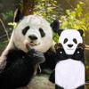 DaisyJoy Funny Panda Gifts for Women Men Boys Girls- Cute Panda Hand Towel for Bathroom Kitchen- Unique Housewarming Mothers Valentines Birthday Gag Christmas Gifts for Women Mom Animal Lovers view 3