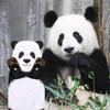 AGRIMONY Funny Panda Hand Towels for Bathroom Kitchen - Cute Decorative Decor Hanging Washcloths Face Towels Super Absorbent Soft - Housewarming Birthday Christmas Fun Gifts for Women Panda Lovers view 3