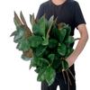 Olivachel Artificial Magnolias Branch Faux Rubber Tree Leaves Long Stem Real Touch for Home Indoor Outdoor Decor (Dark Green, Pack of 4pcs) view 2