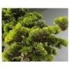 Artificial Trees Simulated Inverted Artificial Pine Green Plant Landscape Indoor Courtyard Window Pine Tree Top of Wall Decoration Artificial Bonsai (Size : 120x100cm) view 2