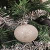 Rocky Mountain Goods 150 Ornament Hooks for Christmas Tree - Two Sizes of Silver Flexible Ornament Hangers - Pack Includes 2 1/2 and 1 3/8 Hangers - Heavy Duty view 4
