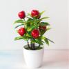 KAYNO Simulation Plant Wholesale Simulation Plant Decoration Bonsai Fruit Pot view 2
