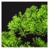 Fake Plants 15 Inches Tall Artificial Pine Bonsai, A New Chinese Ornamental Green Fake Tree Potted Plant, for Entrance Living Room Hotel Decorations Faux Plants Bonsai Tree view 3