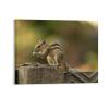 8"x10" Canvas Wall Art, Squirrel Animal Chipmunks Picture Prints, Rustic Modern Wall Decor Artwork, Farmhouse Kitchen Canvas Painting, Ready to Hang, Home Office Decor Art Print view 1