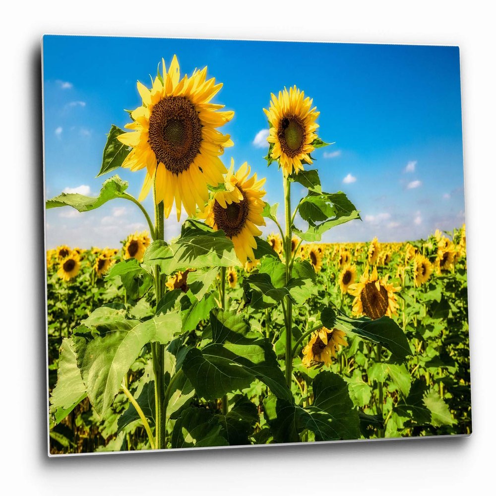 Country Wall Art (Ready to Hang) Metal Print of Sunflowers Standing Tall in Sunflower Field on Late Summer Day in Kansas Botanical Photography Nature Decor (8" x 12")