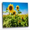 Country Wall Art (Ready to Hang) Metal Print of Sunflowers Standing Tall in Sunflower Field on Late Summer Day in Kansas Botanical Photography Nature Decor (8" x 12") view 1