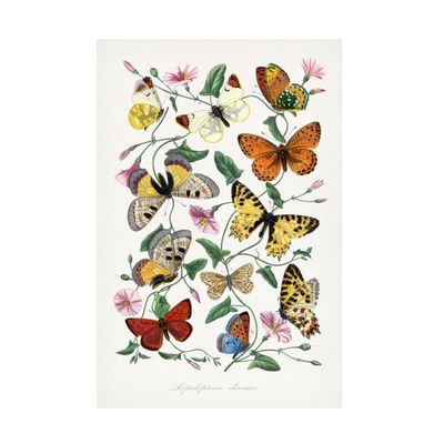 Trademark Fine Art Canvas Wall Art - Wild Apple Portfolio 'Le Jardin des Plantes' Wall Art for Living Room, Bedroom, or Office Dcor 16 x 24 Inches