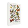 Trademark Fine Art Canvas Wall Art - Wild Apple Portfolio 'Le Jardin des Plantes' Wall Art for Living Room, Bedroom, or Office Dcor 16 x 24 Inches view 4