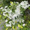 Artificial Flowers Silk Bougainvillea Branches Faux Artificial Bougainvillea Floral Stems Long Plant Branches 45" for Wedding Centerpieces, Table Runner, Home Decoration (White - Pack of 4pcs) view 4